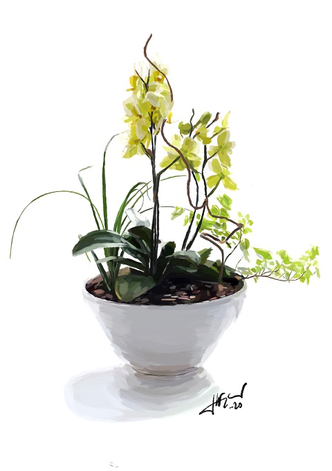 Orkidée i kruka